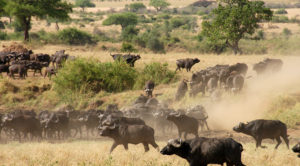 A herd of buffaloes in Kidepo Valley National Park, in North Eastern Uganda.