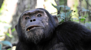 Boat cruise to Murchison Falls.