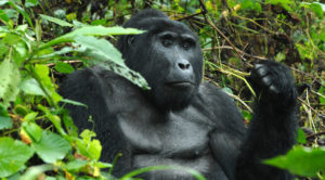 An image of a mountain gorilla in Uganda