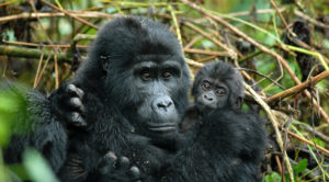 An adult mountain gorilla holding a young one in the forests of Uganda.