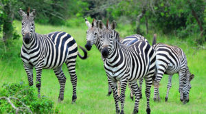 Zebras commonly found in Lake Mburo National Park in Western Uganda.