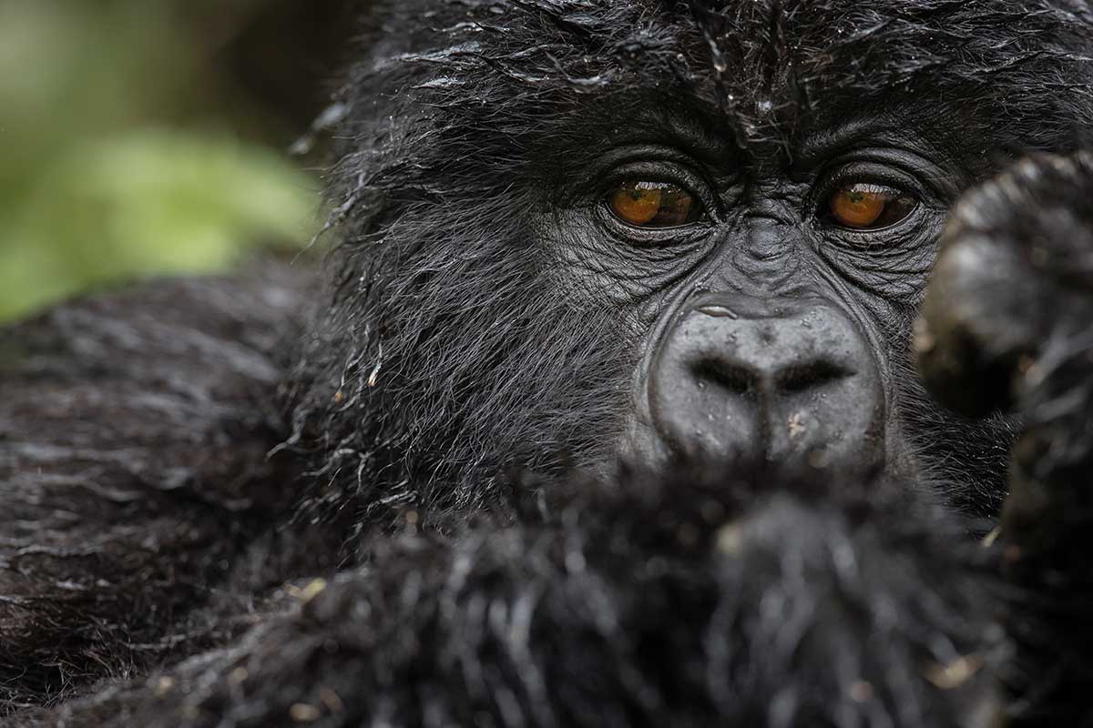 Gorilla Safaris Uganda