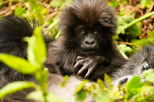 Birding Safari Uganda 7 Days