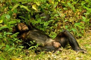 Chimpanzee Tracking in Uganda: Best Places & Costs