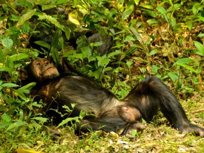 Chimpanzee Tracking in Uganda: Best Places & Costs