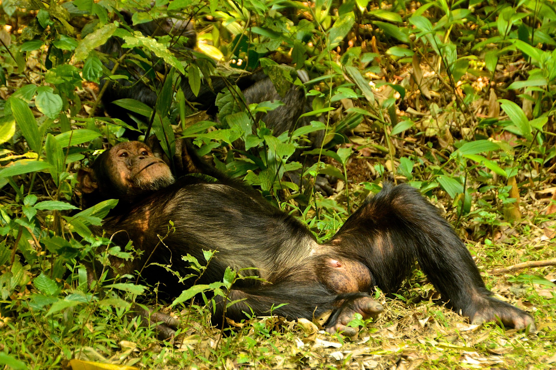 Chimpanzee Tracking in Uganda: Best Places & Costs