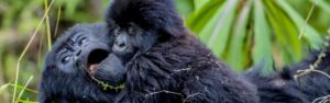Best Time for Gorilla Trekking in Uganda Month-by-Month Guide