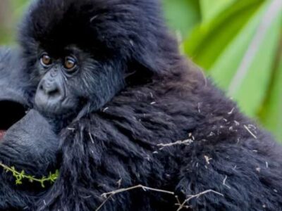Best Time for Gorilla Trekking in Uganda Month-by-Month Guide