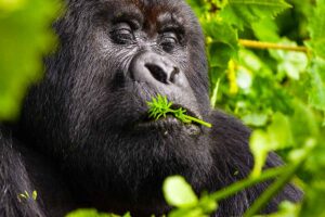 gorilla-trekking-in-rwanda
