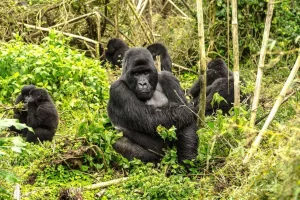 gorilla-trekking-in-rwanda