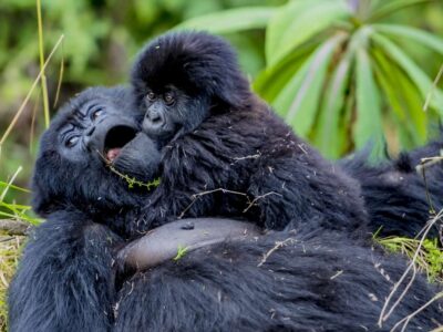 Rwanda Gorilla Trekking from Korea