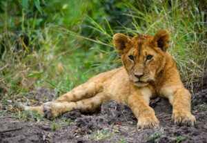 Tree Climbing Lions Uganda Queen Elizabeth National Park