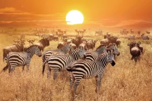 safari kenya Tours