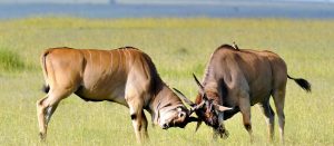 Kenya wilderness park