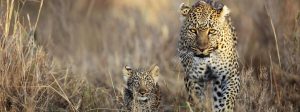 Leopard and a Cub