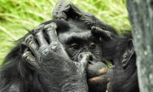 Cycads African Safaris - Uganda, Rwanda, Kenya & Tanzania