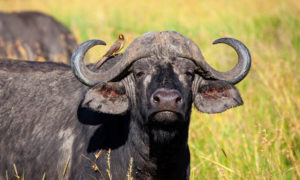buffalo