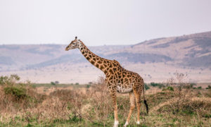 Cycads African Safaris - Uganda, Rwanda, Kenya & Tanzania