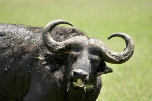kenya-buffalo