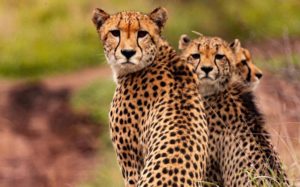 kenya-cheetahs