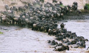 Cycads African Safaris - Uganda, Rwanda, Kenya & Tanzania