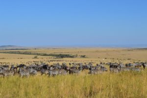 3 Days Masai Mara Wildlife Safari