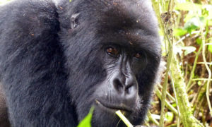 Cycads African Safaris - Uganda, Rwanda, Kenya & Tanzania