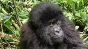 Rwanda Safaris