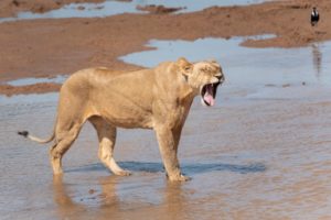 7 Days Tanzania National Park Safari