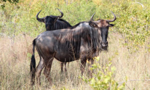 Cycads African Safaris - Uganda, Rwanda, Kenya & Tanzania