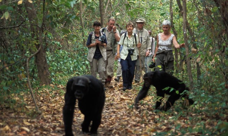 Chimpanzee Trekking In Uganda