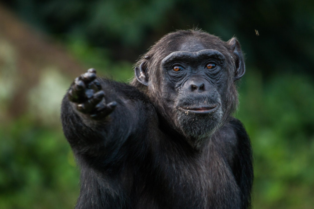Chimpanzee Habituation In Uganda