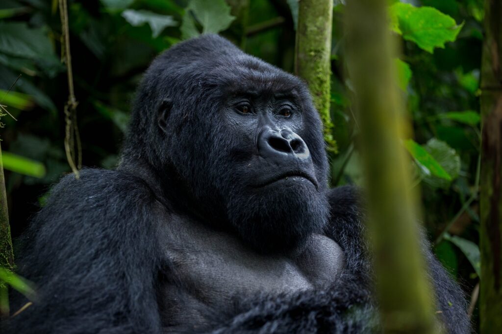 Gorilla Safaris Uganda