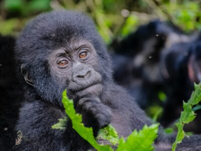 Uganda Gorilla Trekking from China and Flights