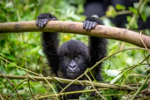 Gorilla-baby-Rushaga-Bwindi