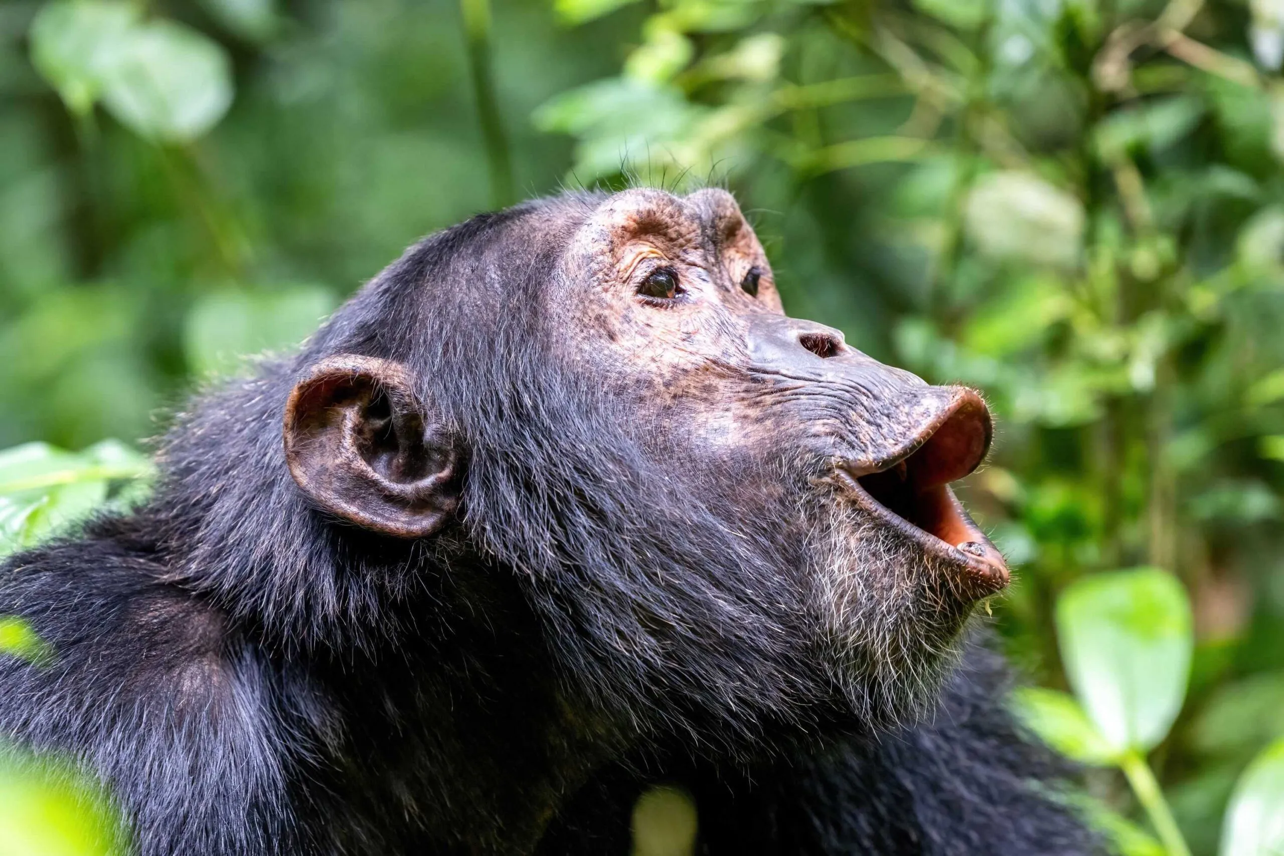 Chimpanzee Tracking Uganda