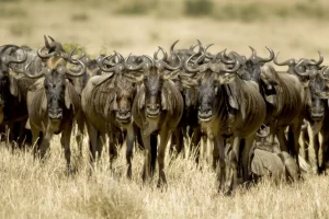 Masai-Mara-wildebeest