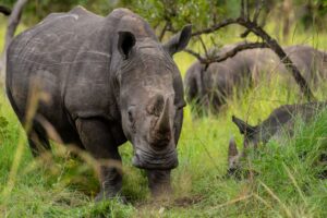 Uganda Rhinos