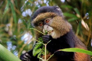 golden-monkey-trekking-experience-at-volcanoes