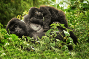Gorilla Trekking In Uganda | Gorilla Safaris Uganda