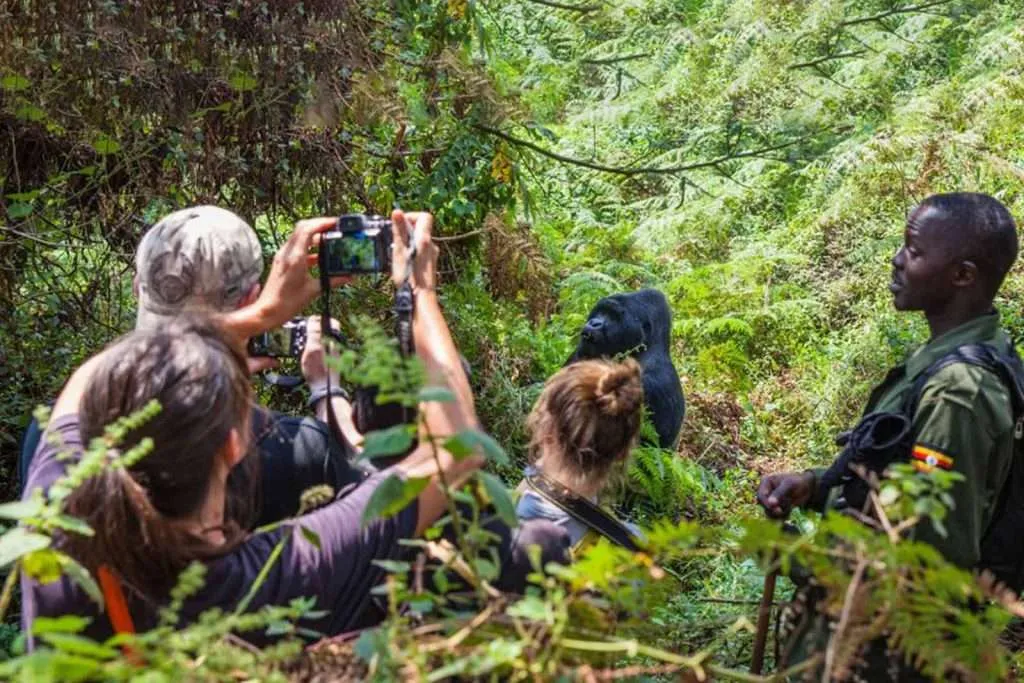 Is Gorilla Trekking In Uganda Safe?