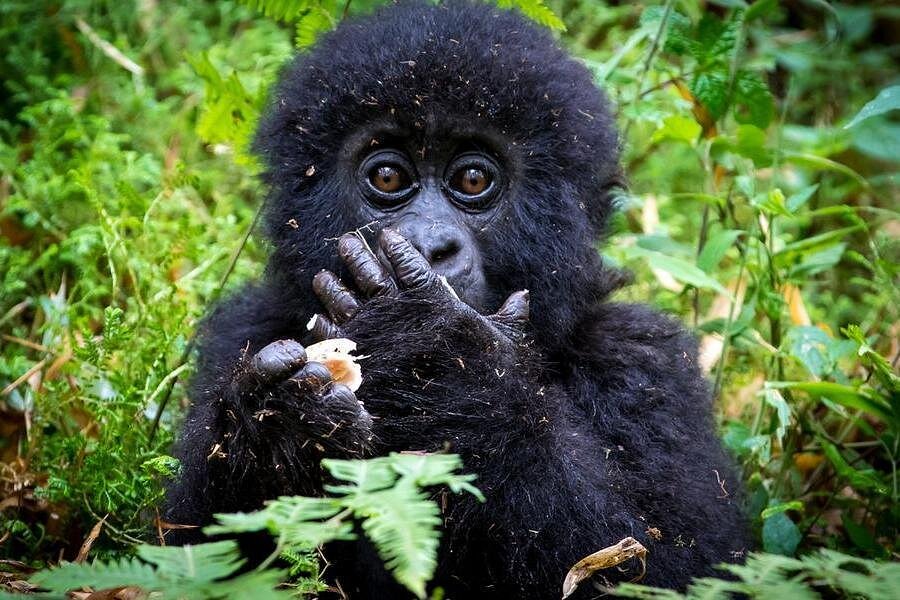 2 Day Gorilla Trekking Safari In Bwindi National Park