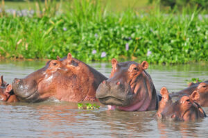 hippos