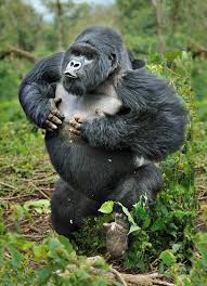 How Many Gorilla Permits Are Available in Uganda Per Day?