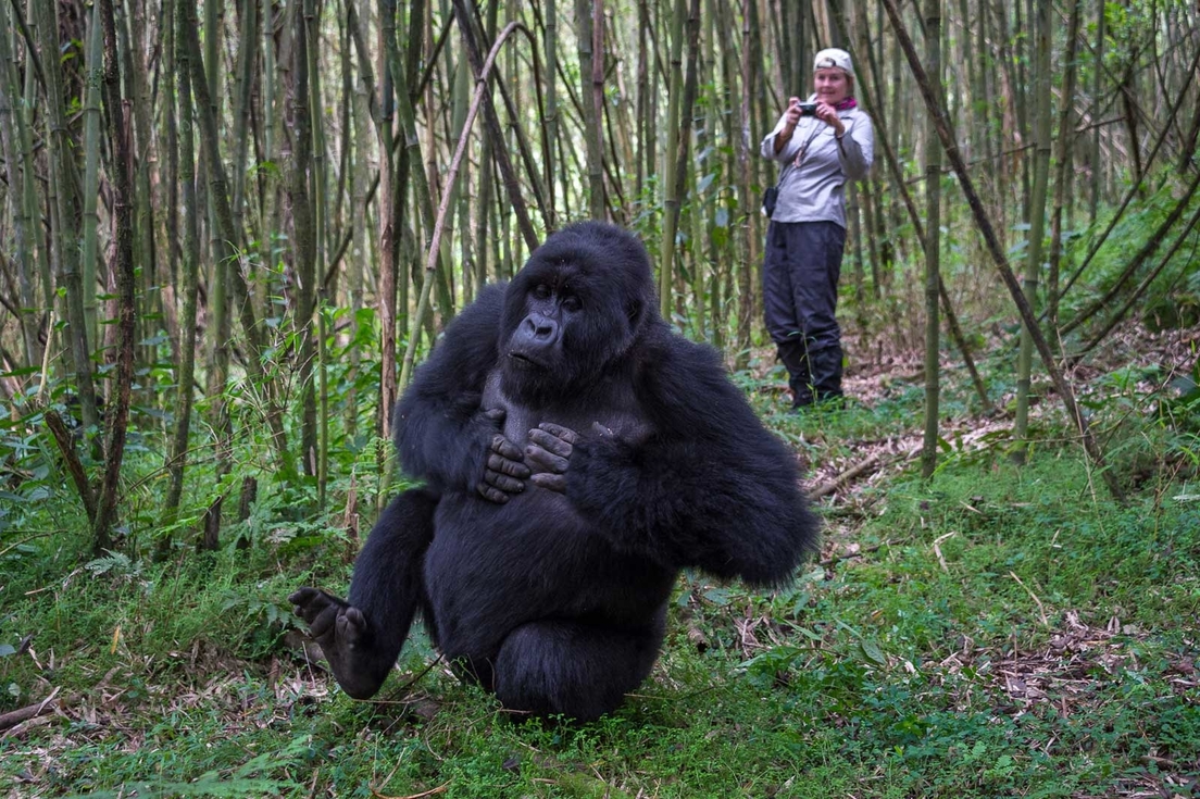 rwanda Gorillas