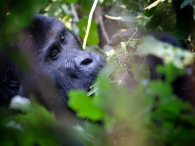 Mountain Gorillas In Bwindi Impenetrable National Park