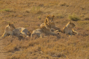 Fotography Safari In Uganda National Parks