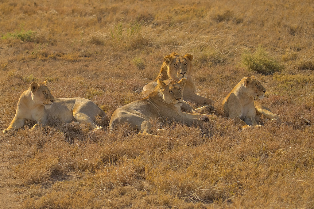 Fotography Safari In Uganda National Parks