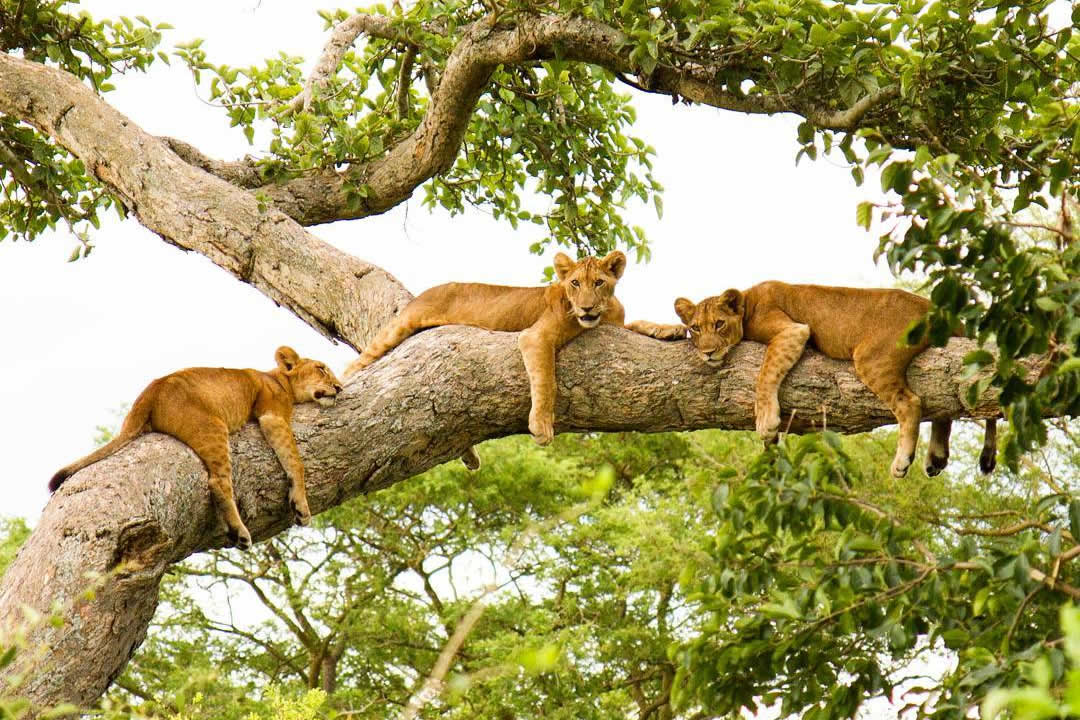 Big 5 Uganda - Gorilla Safaris Uganda