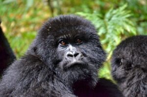 4 Day Gorilla Trekking Safari Uganda